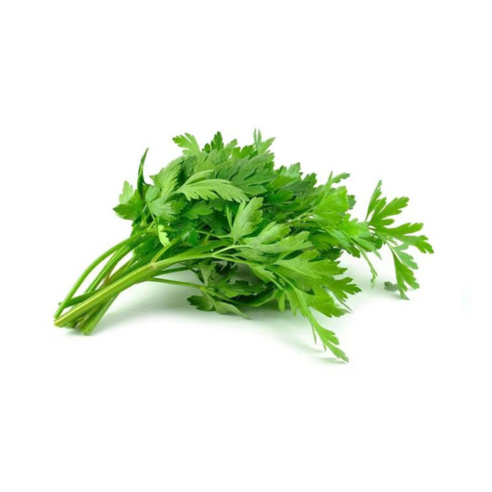 Daun Seledri